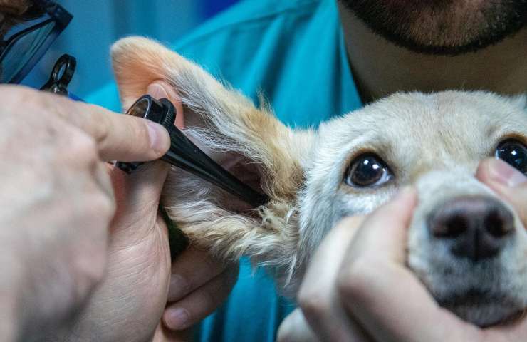 bonus animali domestici