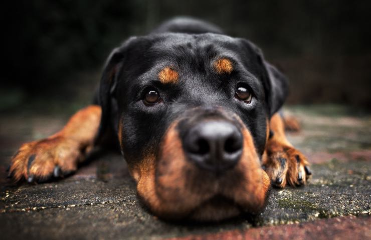 sfratto casa causa cane