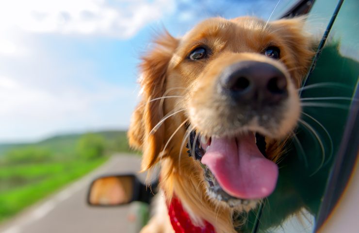 sicurezza cani veicoli