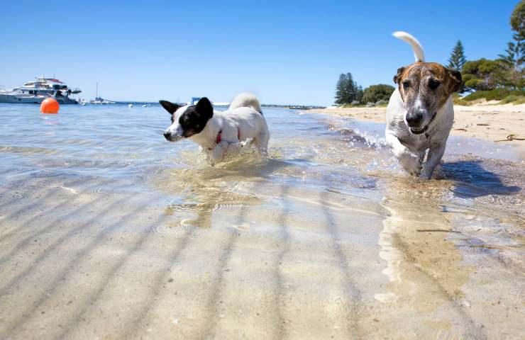 cani in spiaggia