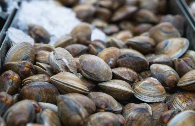 vongole sui banchi della pescheria